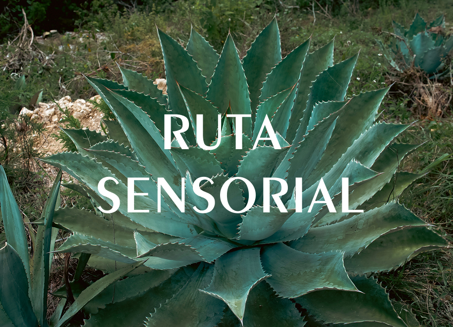 Horizonte Sustentable - Experiencias Ruta Sensorial img